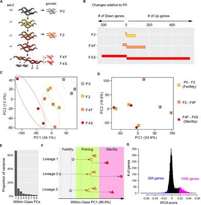 Caenorhabditis elegans SET1/COMPASS Maintains Germline Identity by Preventing Transcriptional Deregulation Across Generations